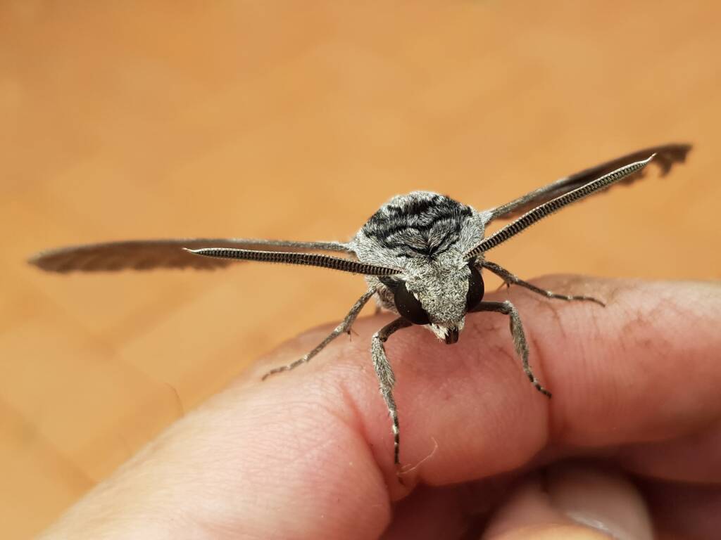 Convolvulus Hawkmoth (Agrius convolvuli), Alice Springs NT
