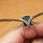 Convolvulus Hawkmoth (Agrius convolvuli), Alice Springs NT