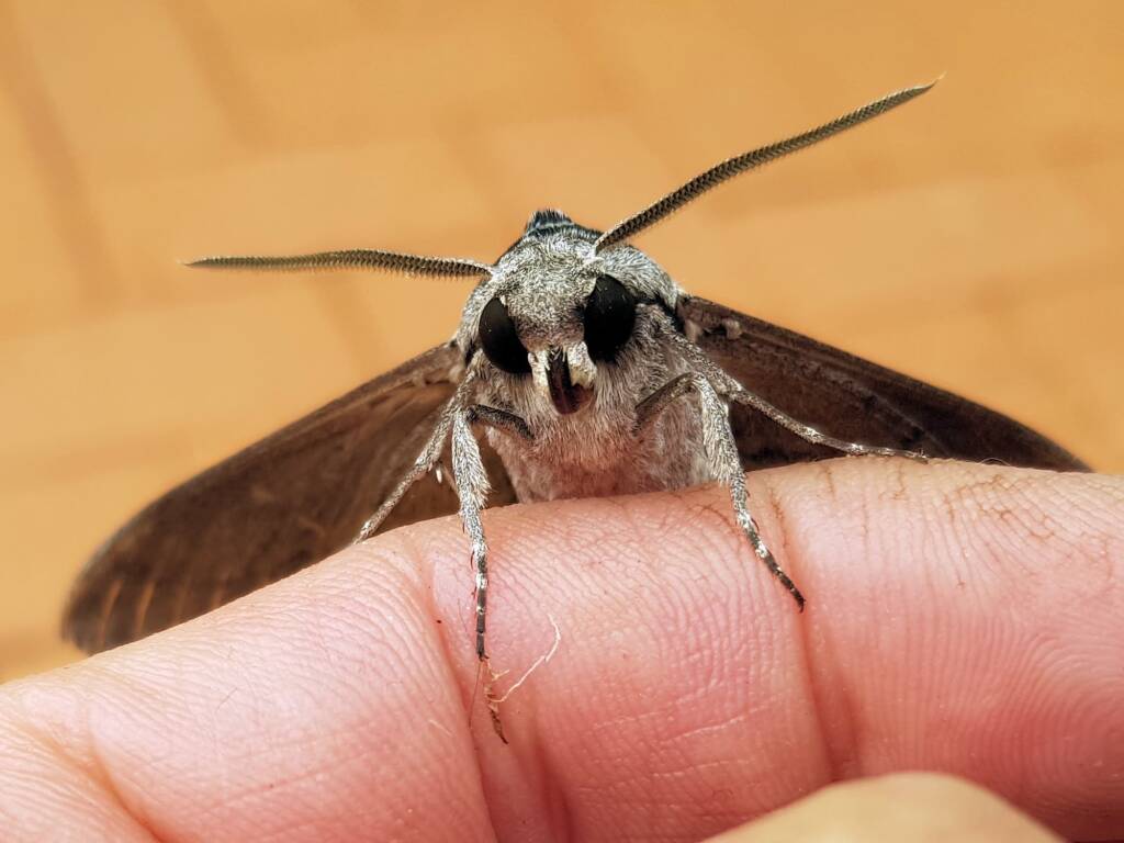 Convolvulus Hawkmoth (Agrius convolvuli), Alice Springs NT