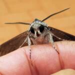 Convolvulus Hawkmoth (Agrius convolvuli), Alice Springs NT