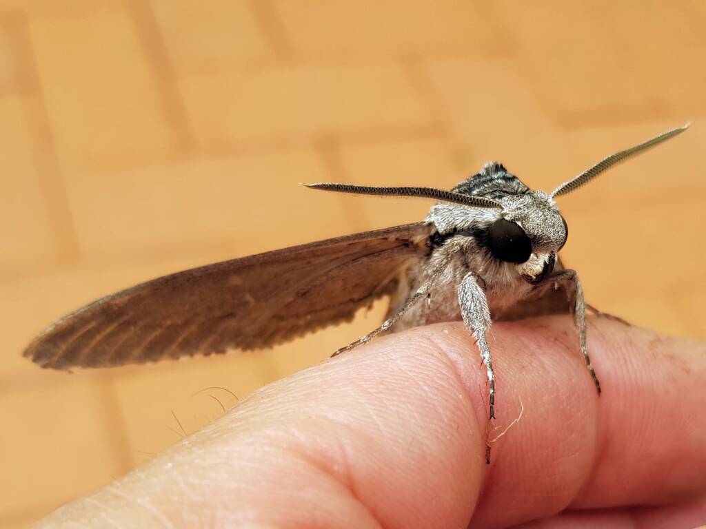 Convolvulus Hawkmoth (Agrius convolvuli), Alice Springs NT
