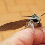 Convolvulus Hawkmoth (Agrius convolvuli), Alice Springs NT