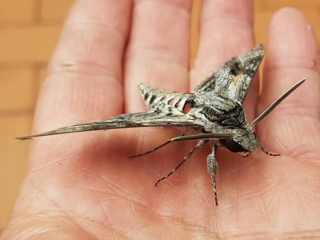 Convolvulus Hawkmoth (Agrius convolvuli), Alice Springs NT