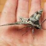 Convolvulus Hawkmoth (Agrius convolvuli), Alice Springs NT