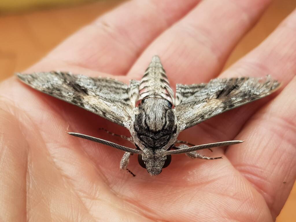 Convolvulus Hawkmoth (Agrius convolvuli), Alice Springs NT