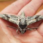 Convolvulus Hawkmoth (Agrius convolvuli), Alice Springs NT