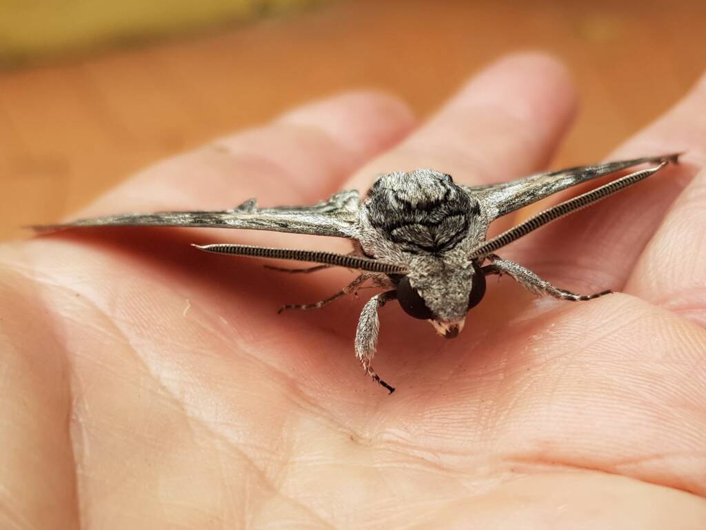 Convolvulus Hawkmoth (Agrius convolvuli), Alice Springs NT