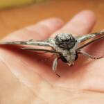 Convolvulus Hawkmoth (Agrius convolvuli), Alice Springs NT