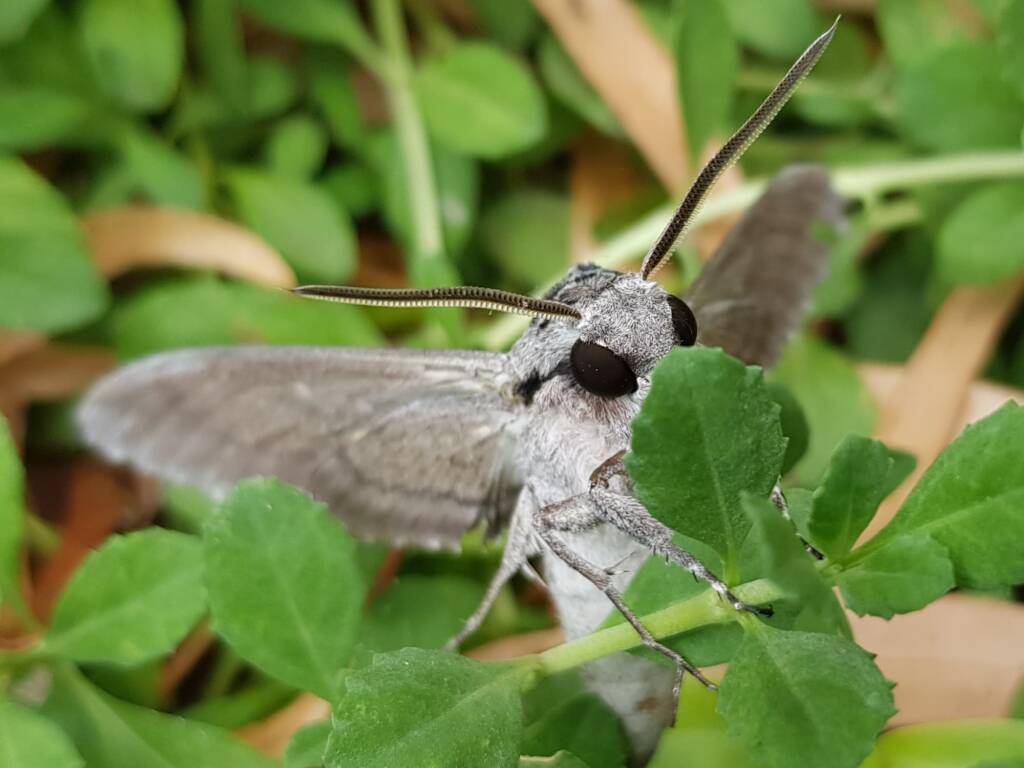 Convolvulus Hawkmoth (Agrius convolvuli), Alice Springs NT