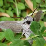 Convolvulus Hawkmoth (Agrius convolvuli), Alice Springs NT