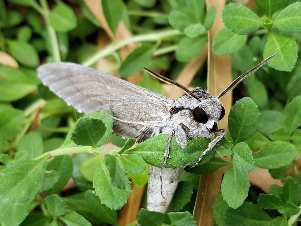 Convolvulus Hawkmoth (Agrius convolvuli), Alice Springs NT