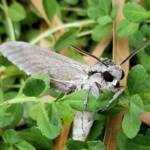Convolvulus Hawkmoth (Agrius convolvuli), Alice Springs NT