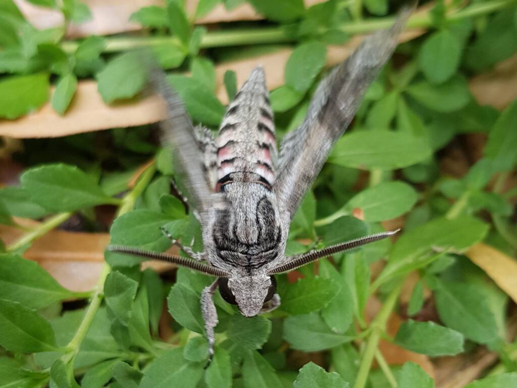 Convolvulus Hawkmoth (Agrius convolvuli), Alice Springs NT