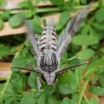 Convolvulus Hawkmoth (Agrius convolvuli), Alice Springs NT
