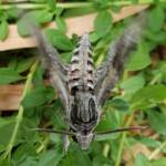 Convolvulus Hawkmoth (Agrius convolvuli), Alice Springs NT