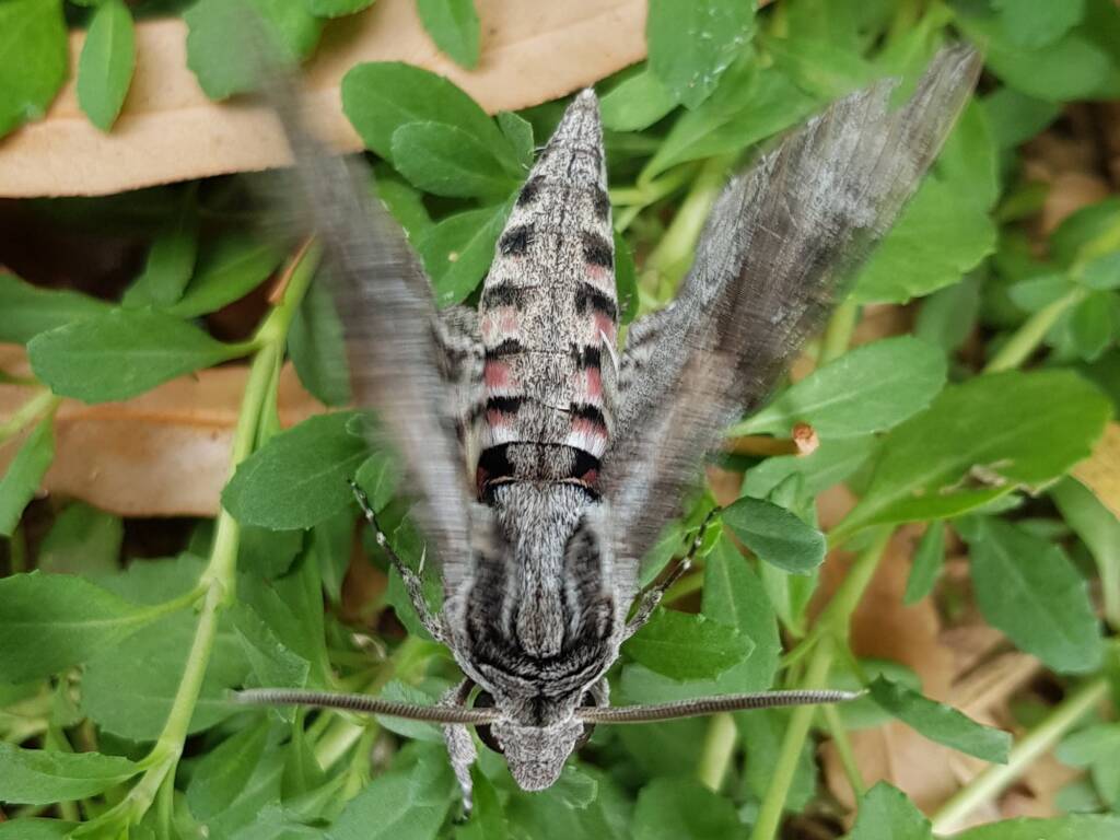 Convolvulus Hawkmoth (Agrius convolvuli), Alice Springs NT