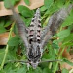 Convolvulus Hawkmoth (Agrius convolvuli), Alice Springs NT
