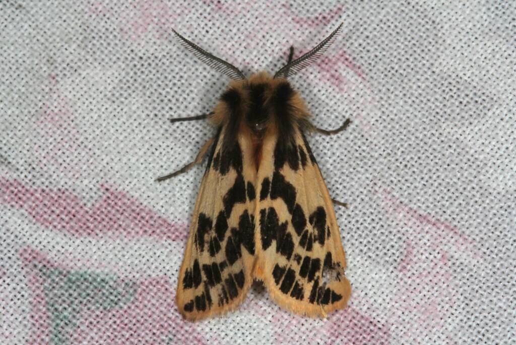 Crimson Tiger Moth (Ardices curvata), Ballandean QLD © Marc Newman