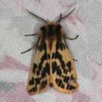 Crimson Tiger Moth (Ardices curvata), Ballandean QLD © Marc Newman