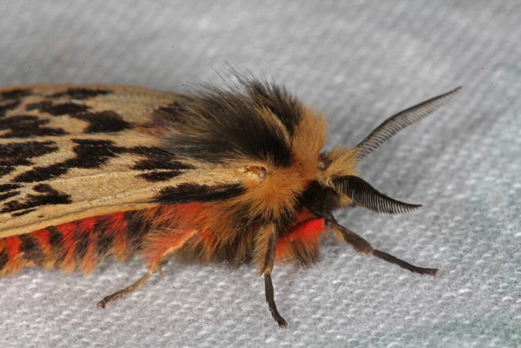 Crimson Tiger Moth (Ardices curvata), Ballandean QLD © Marc Newman