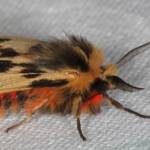 Crimson Tiger Moth (Ardices curvata), Ballandean QLD © Marc Newman