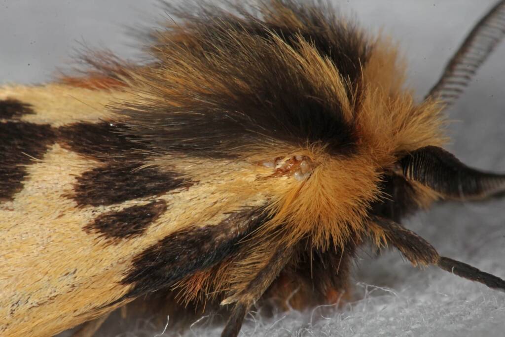 Crimson Tiger Moth (Ardices curvata), Ballandean QLD © Marc Newman