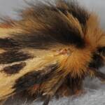 Crimson Tiger Moth (Ardices curvata), Ballandean QLD © Marc Newman