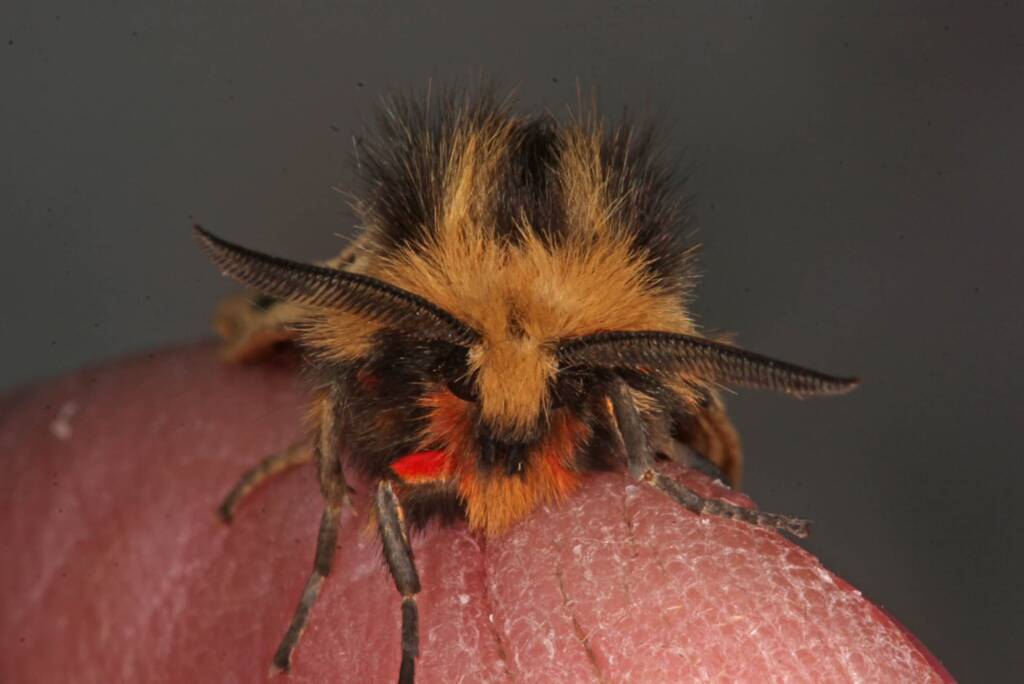 Crimson Tiger Moth (Ardices curvata), Ballandean QLD © Marc Newman