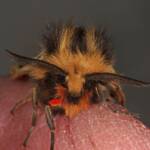 Crimson Tiger Moth (Ardices curvata), Ballandean QLD © Marc Newman
