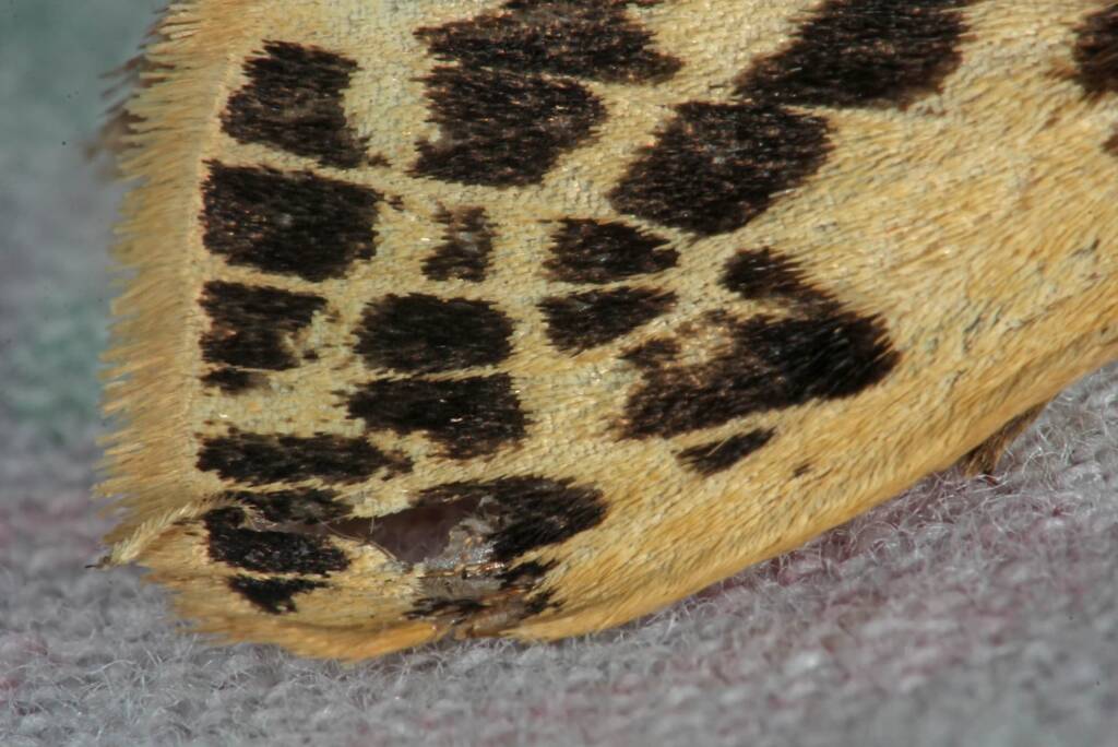 Crimson Tiger Moth (Ardices curvata), Ballandean QLD © Marc Newman
