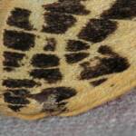 Crimson Tiger Moth (Ardices curvata), Ballandean QLD © Marc Newman