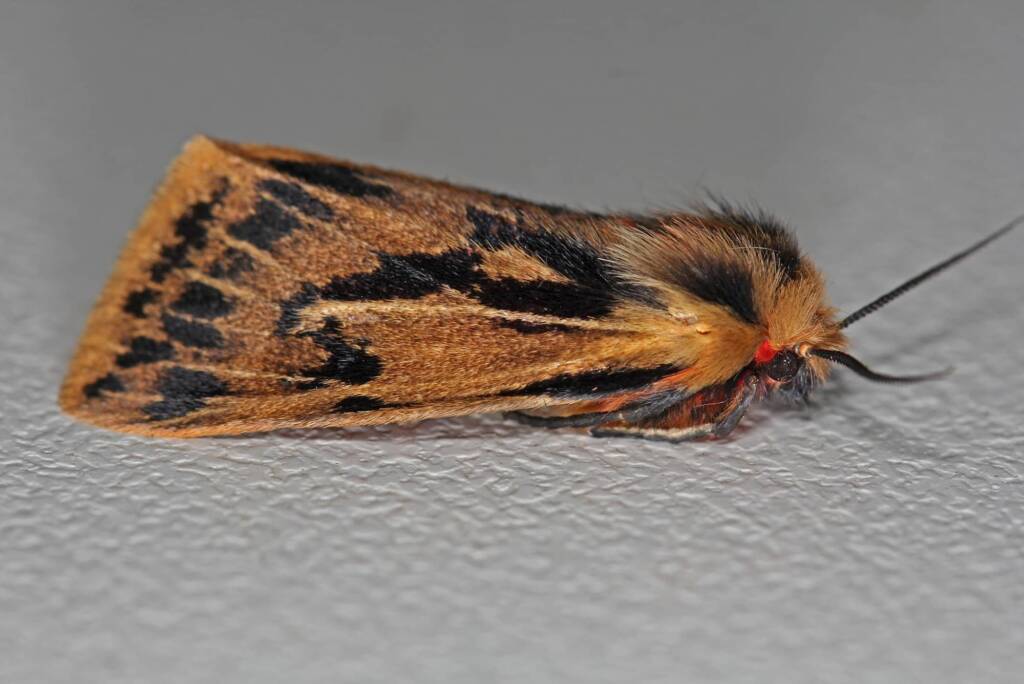 Crimson Tiger Moth (Ardices curvata), Ballandean QLD © Marc Newman