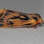 Crimson Tiger Moth (Ardices curvata), Ballandean QLD © Marc Newman