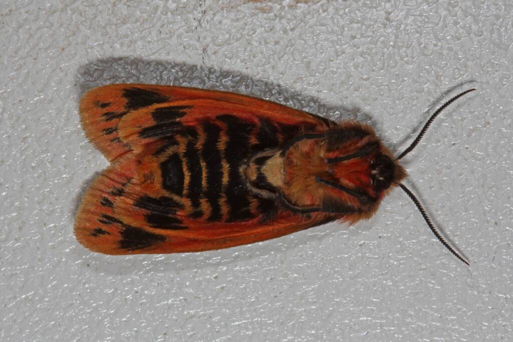 Crimson Tiger Moth (Ardices curvata), Ballandean QLD © Marc Newman