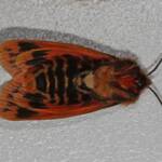 Crimson Tiger Moth (Ardices curvata), Ballandean QLD © Marc Newman