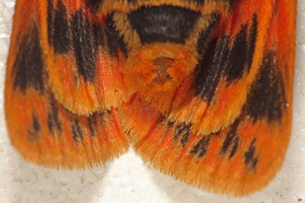 Crimson Tiger Moth (Ardices curvata), Ballandean QLD © Marc Newman