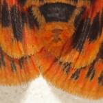 Crimson Tiger Moth (Ardices curvata), Ballandean QLD © Marc Newman