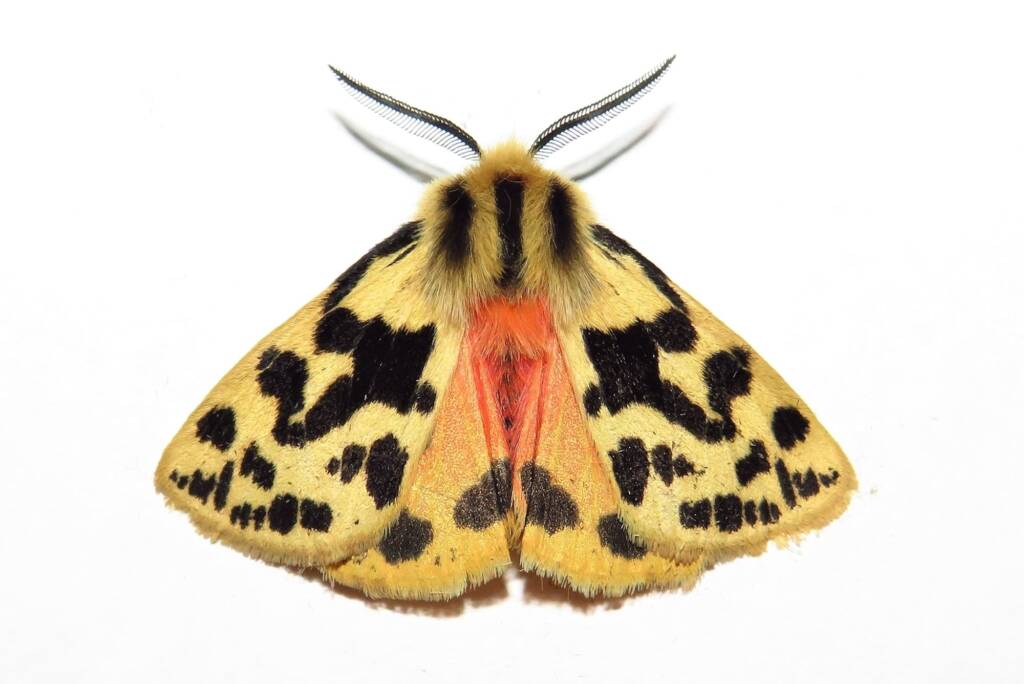 Crimson Tiger Moth (Ardices curvata), Wallaga Lake NSW © Deb Taylor