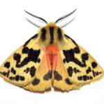 Crimson Tiger Moth (Ardices curvata), Wallaga Lake NSW © Deb Taylor