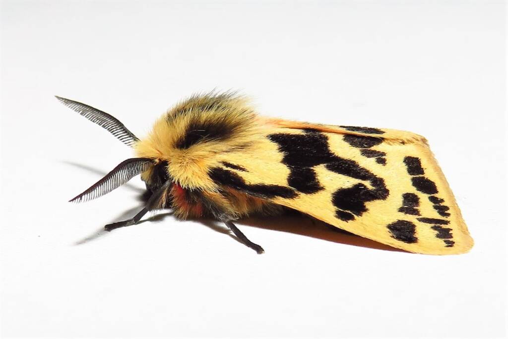 Crimson Tiger Moth (Ardices curvata), Wallaga Lake NSW © Deb Taylor