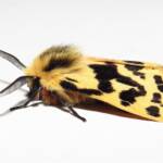 Crimson Tiger Moth (Ardices curvata), Wallaga Lake NSW © Deb Taylor
