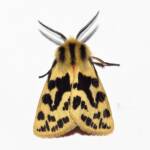 Crimson Tiger Moth (Ardices curvata), Wallaga Lake NSW © Deb Taylor