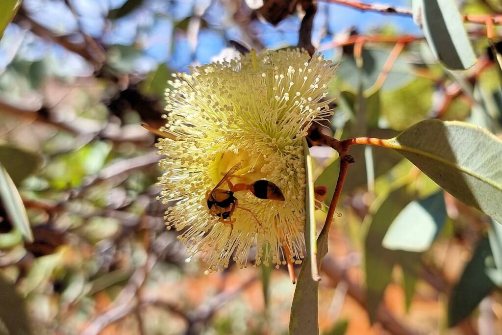 Orange-tailed Potter Wasp (Delta latreillei) on Red Bud Mallee (Eucalyptus pachyphylla), Alice Springs Desert Park NT