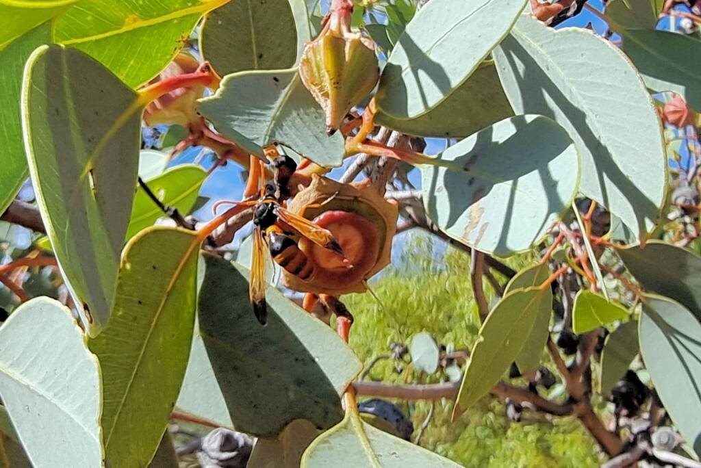 Delta philantes (wasp) on Red Bud Mallee (Eucalyptus pachyphylla), Alice Springs Desert Park NT