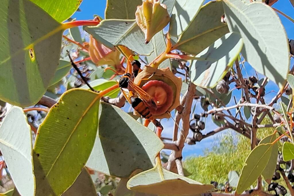 Delta philantes (wasp) on Red Bud Mallee (Eucalyptus pachyphylla), Alice Springs Desert Park NT