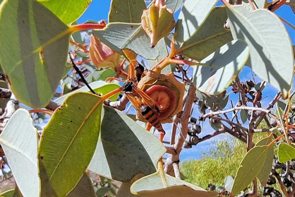 Delta philantes (wasp) on Red Bud Mallee (Eucalyptus pachyphylla), Alice Springs Desert Park NT