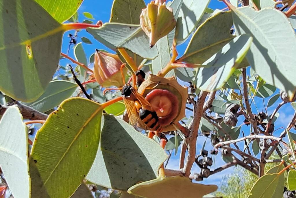 Delta philantes (wasp) on Red Bud Mallee (Eucalyptus pachyphylla), Alice Springs Desert Park NT