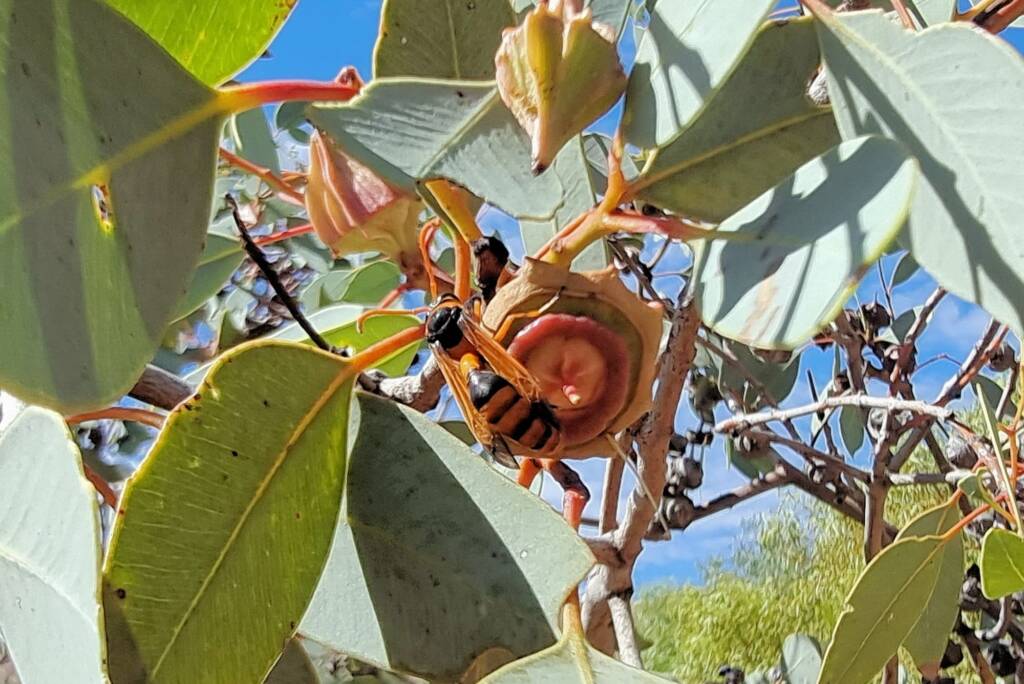 Delta philantes (wasp) on Red Bud Mallee (Eucalyptus pachyphylla), Alice Springs Desert Park NT