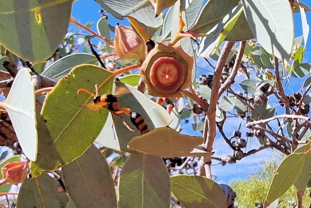 Delta philantes (wasp) on Red Bud Mallee (Eucalyptus pachyphylla), Alice Springs Desert Park NT