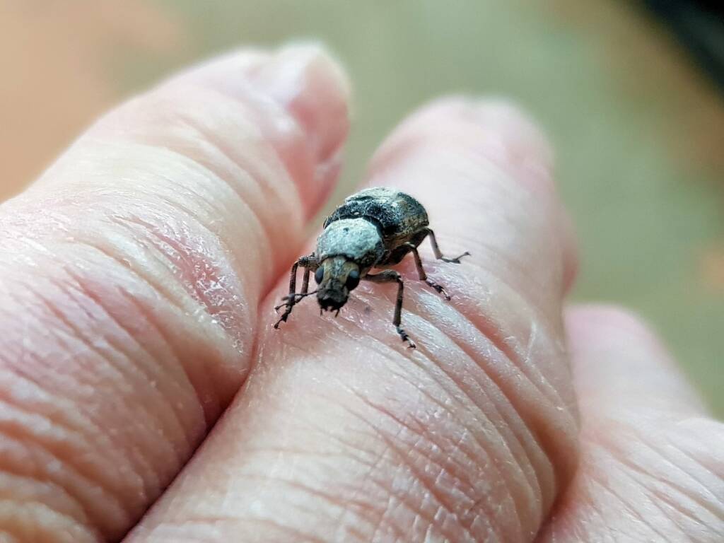 Fungus Weevil (Dendropemon subfasciatus, family Anthribidae), Alice Springs NT